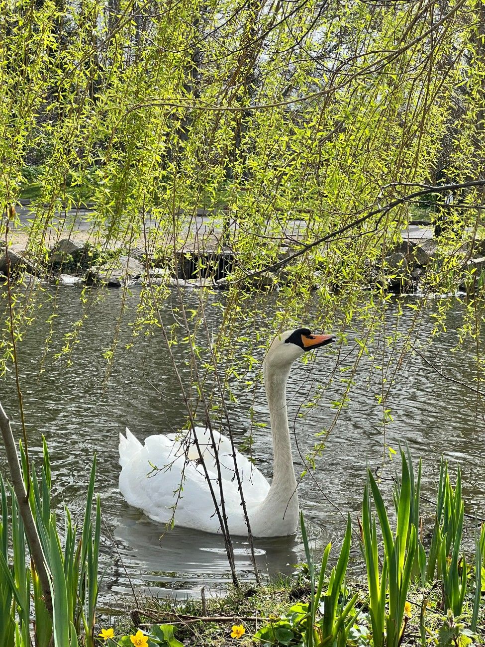 A swan gliding on the water beside the cafe