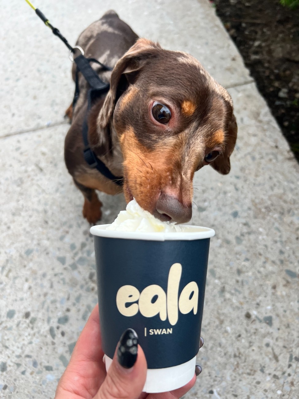 Dog Friendly